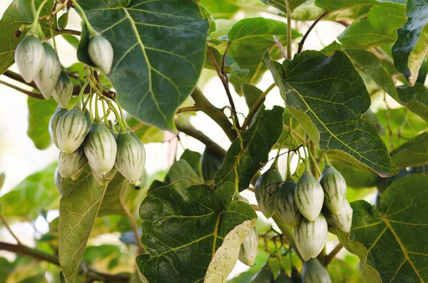 Bitkide biraz tamarillo yetişiyor.. 