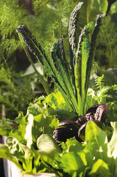 菜園で育つ野菜 — ストック写真