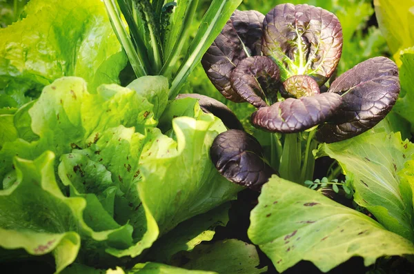 Vegetables growing in a vegetable garden.