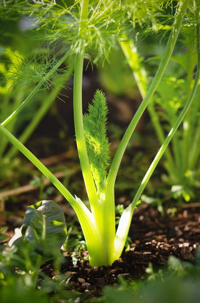 Young fennel growing in a vegetable garden.