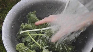 A hand washing white and green kale leaves in a colander. 