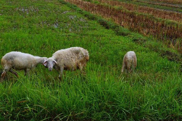 Schafe Weiden Auf Dem Grünen Gras — Stockfoto