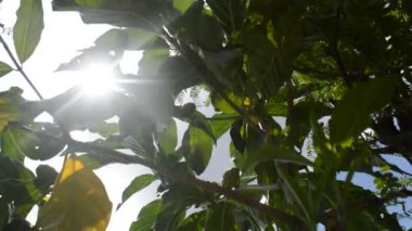 Bahçede yeşil yapraklar