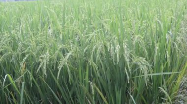 yeşil çimenler tarlada