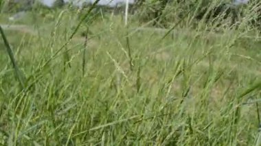 Bahçedeki yeşil çimenler