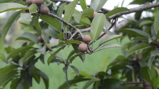 Aceitunas Verdes Árbol — Vídeo de stock