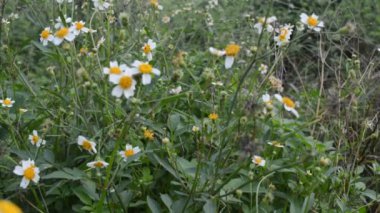 Tanasetum partenyumun güzelliği