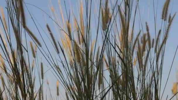 Beautiful Dance Grass Because Wind — Stok video