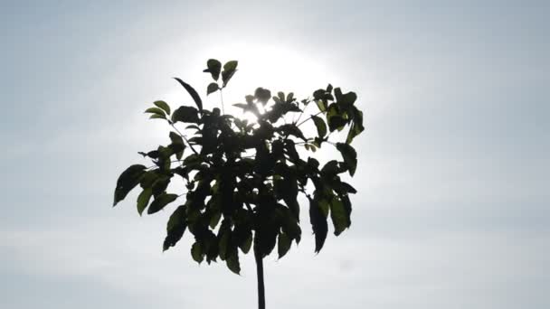 Σιλουέτα Δέντρων Κάτω Από Τον Καυτό Ήλιο — Αρχείο Βίντεο