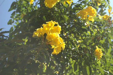 Açık sarı çiçekli Ticoma Gauri bitkisi