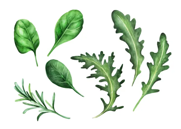 Set Segar Salad Herbal Arugula Bayam Rosemary Ilustrasi Warna Air — Stok Foto