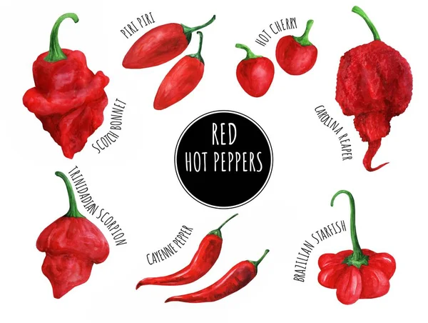 Uppsättning Akvarell Röd Varm Paprika Carolina Reaper Varm Körsbär Peppar — Stockfoto