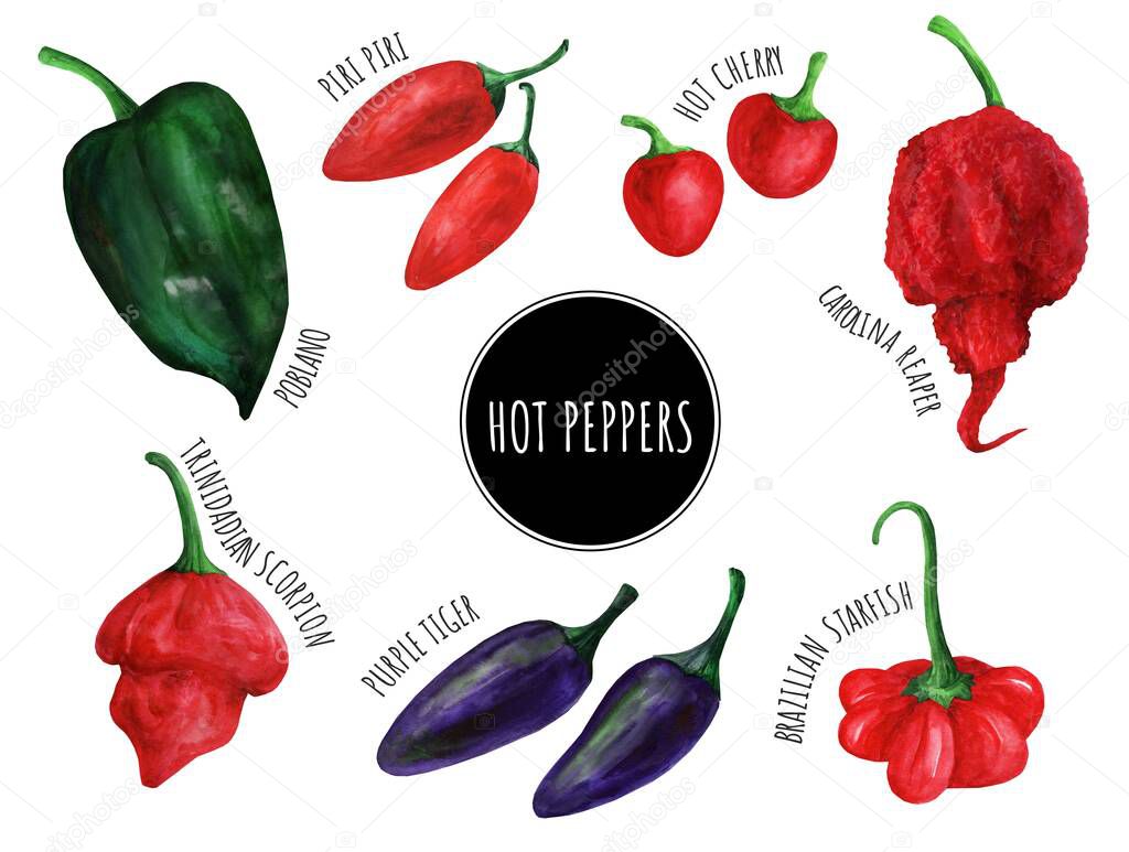 Collection of watercolor hot peppers (poblano, carolina reaper, madame jeanet, hot cherry pepper, trinidadian scorpion, brazilian starfish, purple tiger, piri piri). Isolated on white background