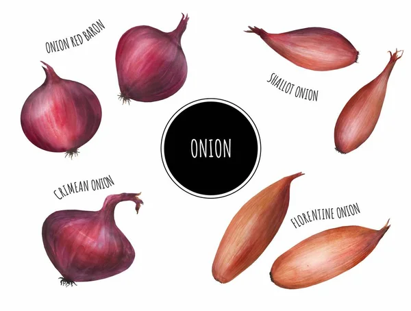 Onion Set Cat Air Merah Krimea Shallot Ilustrasi Sayuran Diisolasi — Stok Foto