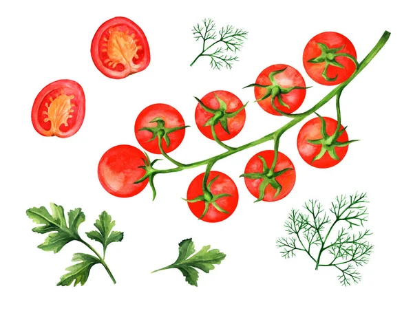 枝条上有成熟的樱桃西红柿 还有丁香和欧芹 手绘水彩画 独立于白色背景 适用于烹调书籍 — 图库照片