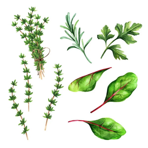 Different Spices Herbs Isolated White Background Set Herbs Chard Thyme — kuvapankkivalokuva