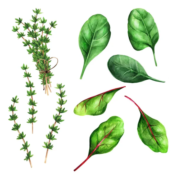 Different Spices Herbs Isolated White Background Set Herbs Chard Spinach — kuvapankkivalokuva