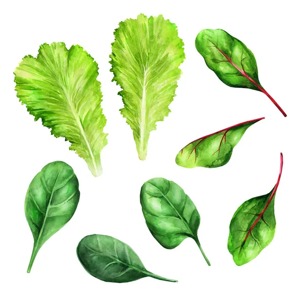 Collection Salad Leaves Watercolor Isolated Mixed Salad Leaves Spinach Chard — Stok Foto