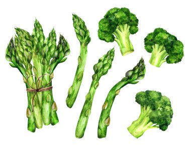 Beyaz izole bir zemin üzerinde kuşkonmaz ve brokoli. Vejetaryen yemeği. Sebze suluboya çizimi. Yemek kitapları, tarifler, menüler için uygun