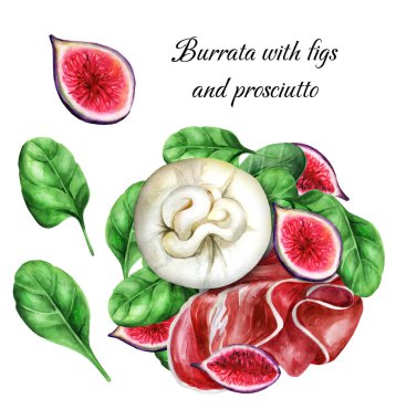 Burrato, figür incir, prosciutto ve beyaz izole arkaplanda ıspanak yaprakları. Taze salata. Sağlıklı yiyecekler. El yapımı suluboya çizimi. Menüler, yemek kitabı ve restoran için uygun