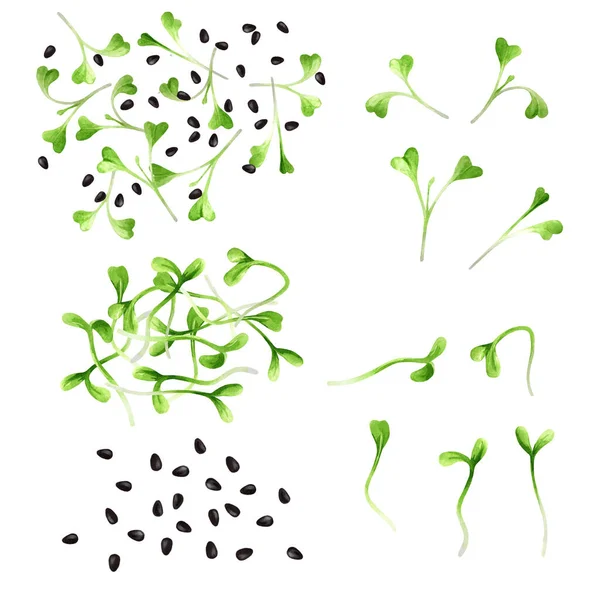 Set Van Microgreens Zwarte Sesam Witte Geïsoleerde Achtergrond Aquarel Met — Stockfoto