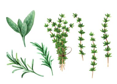 Fragrant herbs sage, rosemary, thyme on a white isolated background. Set herbs.Watercolor hand drawn illustration.