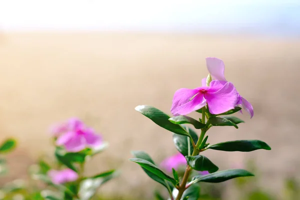 Pink Flowers Blurry Background Beach Sea Close View — Zdjęcie stockowe