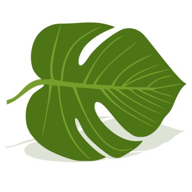 Canavar, yaprakları oyulmuş, sonsuza dek yeşil bir sarmaşık.