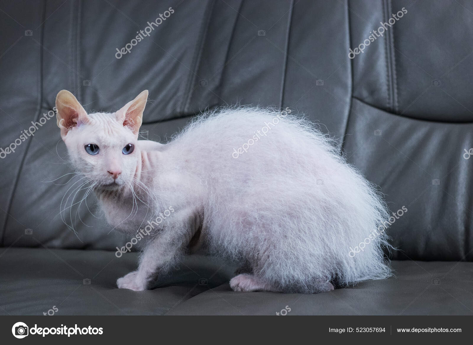 White Blue Eyed Sphynx Cat Brush Fur Grey Couch Studio Stock Photo by  ©Aurency 523057694