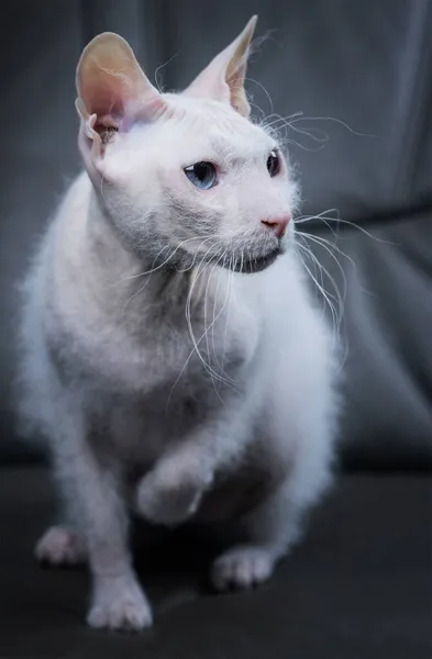 Branco Azul Olhos Sphynx Gato Com Pêlo Escova Sofá Cinza — Fotografia de Stock