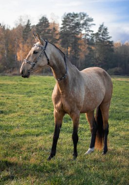 Akhal Teke güz tarlasında sarı renkli ormanın yakınındaki geleneksel doğu dizginlerinde at gülü..