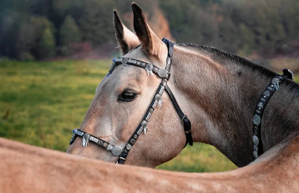 Buckskin Akhal Teke Pferd Orientalischen Zaumzeug Verziert Mit Metallplatten Die — Stockfoto