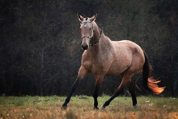 Akhal Teke Jelenicový Kůň Tradiční Orientální Uzdě Klusat Podzimním Poli — Stock fotografie