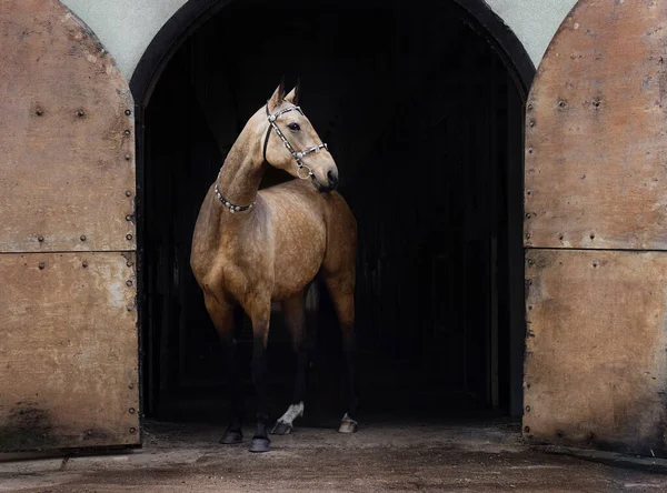 Buckskin Akhal Teke Kůň Tradiční Orientální Uzdě Stojí Tmavém Starém — Stock fotografie