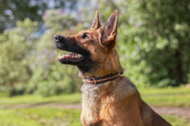 Belçika Malinois köpeği ölüm döşeğinde Yazın dışarıda güneşin altında oturuyor.