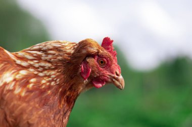 Yazın kahverengi tavuk portresi. Bedava çiftlik, mutlu hayvanlar..