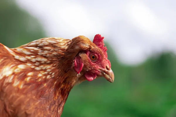 Yazın Kahverengi Tavuk Portresi Bedava Çiftlik Mutlu Hayvanlar — Stok fotoğraf