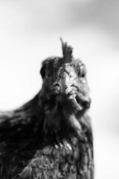 Brown Chicken Close Portrait Summer Free Range Small Farm Happy — Photo