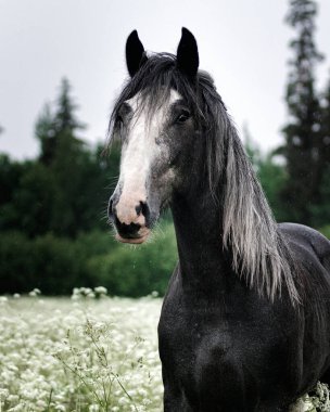 Dark gray shire mix horse standing still in the white meadow in summer in the rain. clipart