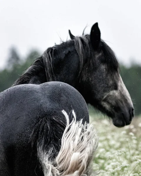 Dark Gray Shire Mix Horse Standing Still White Meadow Summer — Zdjęcie stockowe