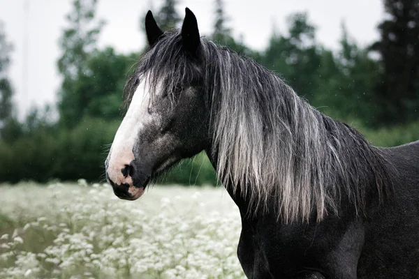 Dark Gray Shire Mix Horse Standing Still White Meadow Summer — 图库照片