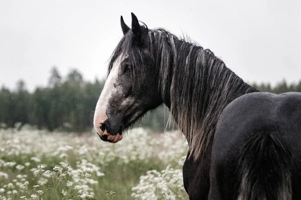 Dark Gray Shire Mix Horse Standing Still White Meadow Summer — 图库照片