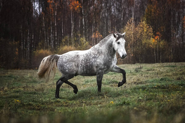 Grey andalusian horse trotting in the autumn field alone and free.