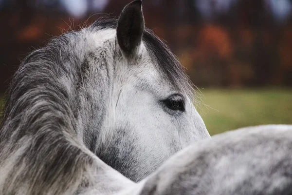 Grey Andalusian Horse Turning Looking Away Autumn Field Close Eye — Zdjęcie stockowe