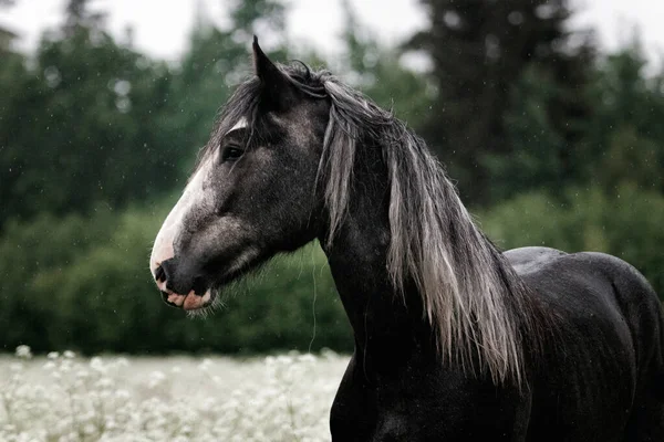 Cavalo Mistura Shire Cinza Escuro Parado Prado Branco Verão Chuva — Fotografia de Stock