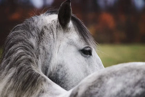 Šedý Andaluský Kůň Otočil Zadíval Podzimního Pole Zavřete Oči Hlavu — Stock fotografie