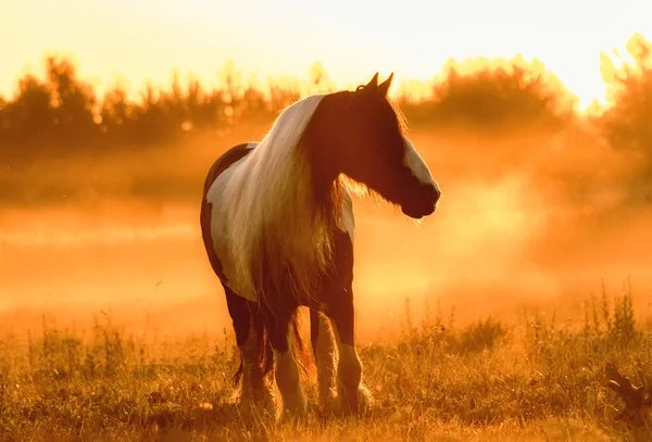 Tinker Mare Correndo Nascer Sol Campo Verão Livre — Fotografia de Stock