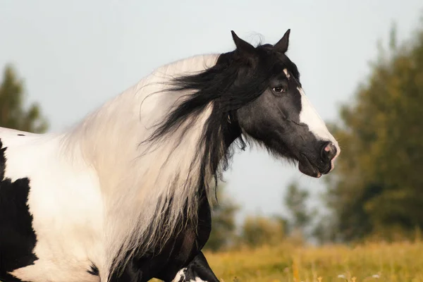 Yaz tarlasında koşan çingene koçanı kısrağı çiz..