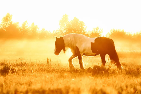 Tinker Mare Running Sunrise Summer Field Free — Foto de Stock