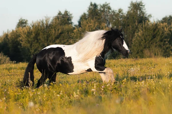 Barva Cikánská Klisna Cob Běží Venku Letním Poli — Stock fotografie